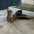 4 bebek kedi 2 aylık fotoğraf