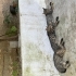 4 bebek kedi 2 aylık fotoğraf