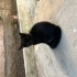 4 bebek kedi 2 aylık fotoğraf