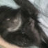 4 bebek kedi 2 aylık fotoğraf