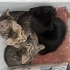 4 bebek kedi 2 aylık fotoğraf