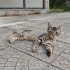 Bursada 6 tatlış kardeş fotoğraf