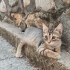 Bursada 6 tatlış kardeş fotoğraf