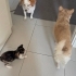 Görme engelli yavrumuza yuva arıyoruz fotoğraf