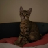 3 aylık tekir erkek yavru kum kabı ve küreği yanında fotoğraf