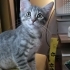 2.5 aylık çok oyuncu bebek kedi fotoğraf