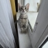 2.5 aylık çok oyuncu bebek kedi fotoğraf