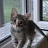 2.5 aylık çok oyuncu bebek kedi fotoğraf