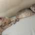 Ailem olmak ister misin 🐾 fotoğraf