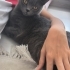 2 yaşında dişi scottish shorthair fotoğraf