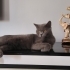 2 yaşında dişi scottish shorthair fotoğraf