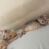Anne ve Kızı İçin Kalıcı Yuva Arıyoruz fotoğraf