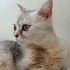 Anne ve Kızı İçin Kalıcı Yuva Arıyoruz fotoğraf