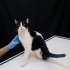 ÜCRETSİZ SAHİPLENDİRME fotoğraf