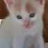 TAHİN SEVENLER BURAYA fotoğraf