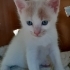 TAHİN SEVENLER BURAYA fotoğraf