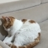 Ülke değişikliği sebebiyle ücretsiz sahiplendirme fotoğraf