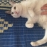 Pamuk sizi sevgiye boğar çok uysal fotoğraf