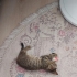 Çok insancıl ve oyuncu minik kız fotoğraf