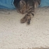 Çok insancıl ve oyuncu minik kız fotoğraf