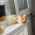 ÜÇ BACAKLI KIZIMIZ YUVASINI ARIYOR fotoğraf