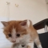 1 aylık bebek için ACİL Yuva fotoğraf