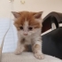 1 aylık bebek için ACİL Yuva fotoğraf