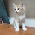 2 aylık erkek Acil yuva fotoğraf