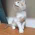 2 aylık erkek Acil yuva fotoğraf