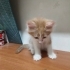 2 aylık erkek Acil yuva fotoğraf