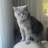 Uysal british shorthair fotoğraf