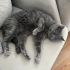 Uysal british shorthair fotoğraf