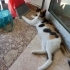 Sakin çok uyusal dişi kedi fotoğraf