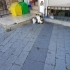 Sakin çok uyusal dişi kedi fotoğraf