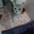 Terk edilmis cins kedi fotoğraf