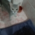 Terk edilmis cins kedi fotoğraf