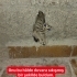 Duvara sıkışmış olarak ağlarken buldum fotoğraf