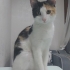 Prensesime acil yuva arıyorum fotoğraf