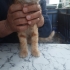 Sokakta yapamaz, acil yuva aranıyor, fotoğraf