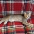 3 aylık Sibirya Kedimiz için yuva arıyoruz 🐾 fotoğraf