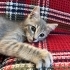3 aylık Sibirya Kedimiz için yuva arıyoruz 🐾 fotoğraf