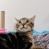 Üç patili engelli kedi fotoğraf
