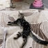 Üç patili engelli kedi fotoğraf