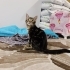 Üç patili engelli kedi fotoğraf