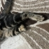 Üç patili engelli kedi fotoğraf