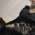 Üç patili engelli kedi fotoğraf