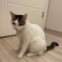 Suzi için ömürlük yuva 🏡 Chipli karneli ve aşılıdır fotoğraf