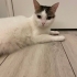 Suzi için ömürlük yuva 🏡 Chipli karneli ve aşılıdır fotoğraf