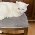 ÇİPLİ VE KISIR ORJİNAL VAN KEDİSİ..! fotoğraf