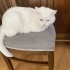 ÇİPLİ VE KISIR ORJİNAL VAN KEDİSİ..! fotoğraf